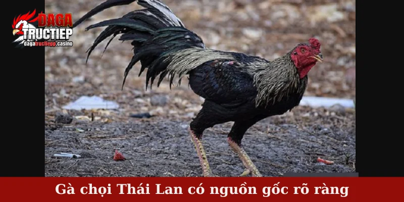 Gà chọi Thái Lan có nguồn gốc rõ ràng