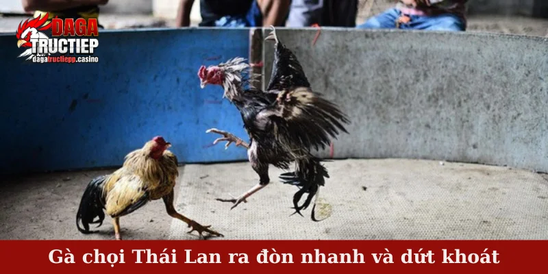 Gà chọi Thái Lan ra đòn nhanh và dứt khoát