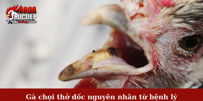 Gà chọi thở dốc nguyên nhân từ bệnh lý