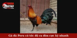 Gà đá Peru có tốc độ ra đòn cực kỳ nhanh