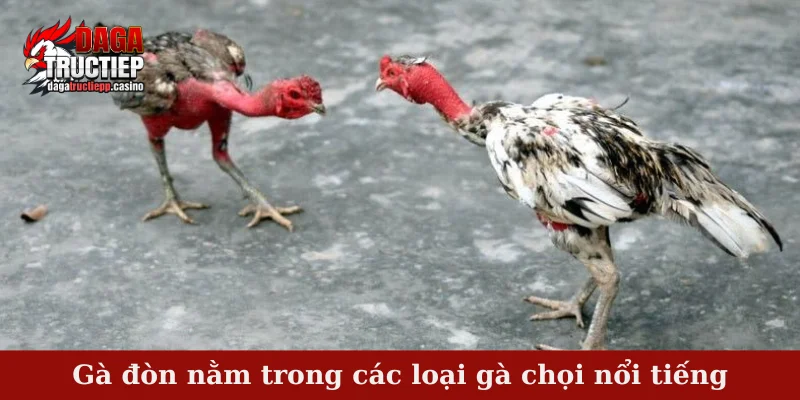 Gà đòn nằm trong các loại gà chọi nổi tiếng