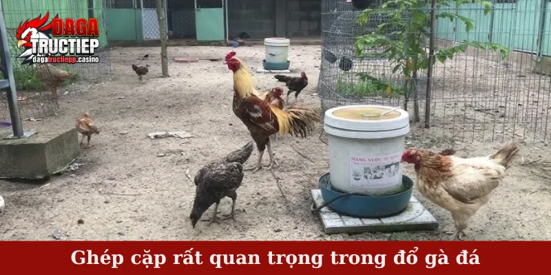 Ghép cặp rất quan trọng trong đổ gà đá