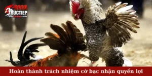 Hoàn thành trách nhiệm cờ bạc nhận quyền lợi