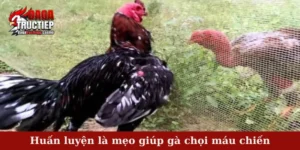 Huấn luyện là mẹo giúp gà chọi máu chiến