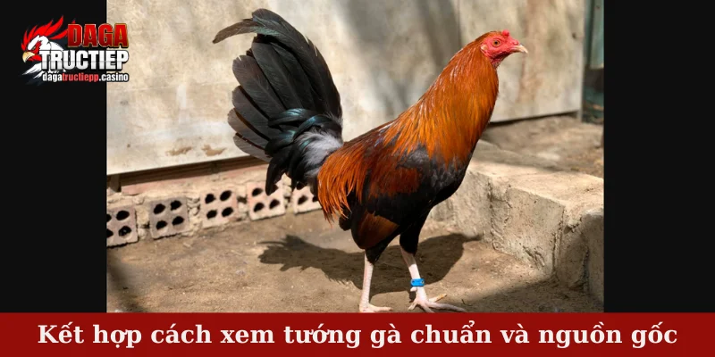 Kết hợp cách xem tướng gà chuẩn và nguồn gốc