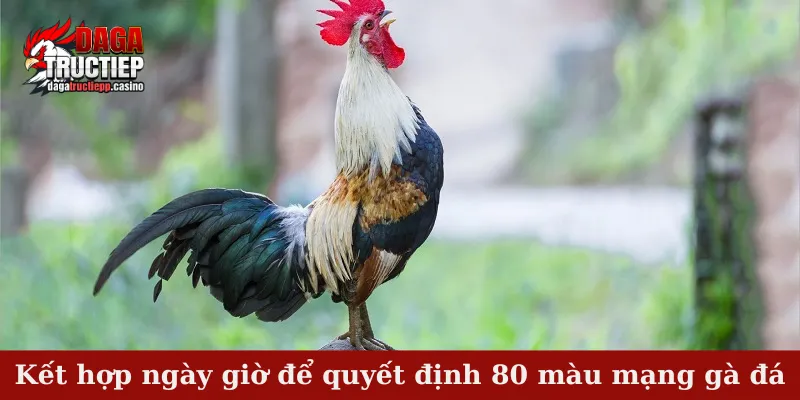 Kết hợp ngày giờ để quyết định 80 màu mạng gà đá