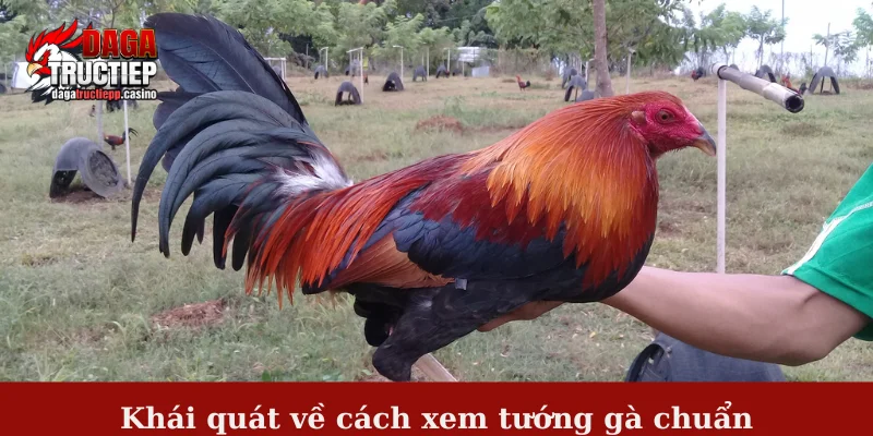 Khái quát về cách xem tướng gà chuẩn