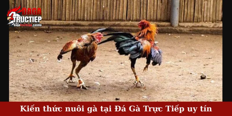 Kiến thức nuôi gà tại Đá Gà Trực Tiếp uy tín