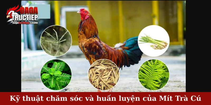 Kỹ thuật chăm sóc và huấn luyện của Mít Trà Cú
