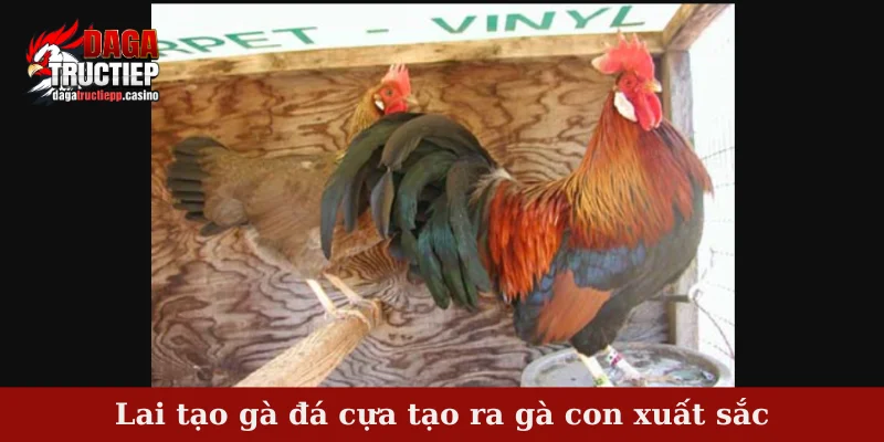 Lai tạo gà đá cựa tạo ra gà con xuất sắc