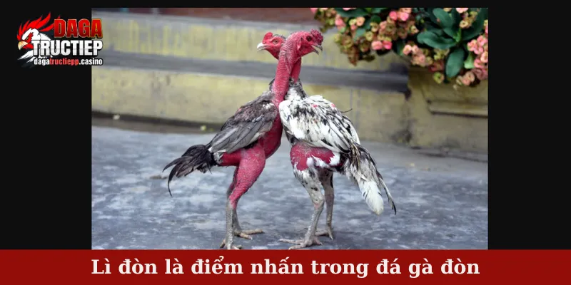 Lì đòn là điểm nhấn trong đá gà đòn
