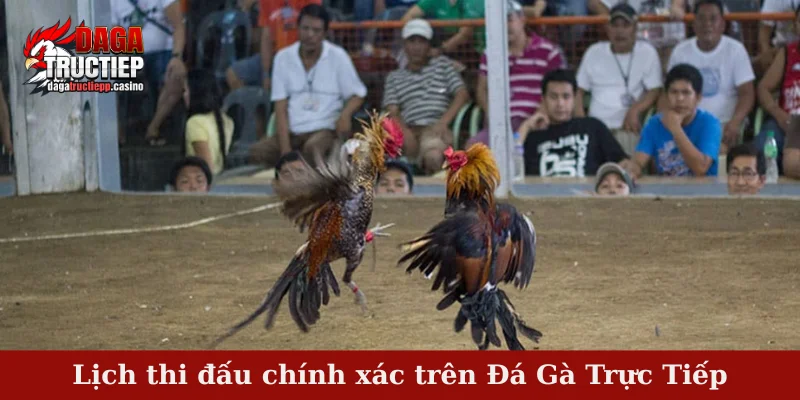 Lịch thi đấu chính xác trên Đá Gà Trực Tiếp