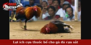 Lợi ích cựa thuốc bổ cho gà đá cựa sắt