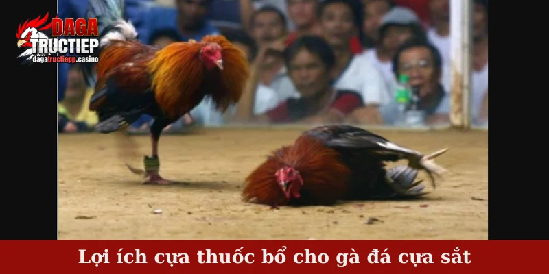 Lợi ích cựa thuốc bổ cho gà đá cựa sắt