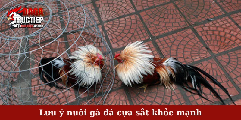 Lưu ý nuôi gà đá cựa sắt khỏe mạnh
