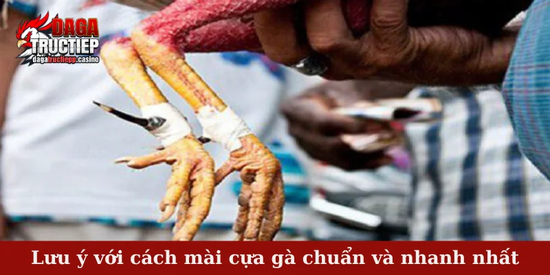 Lưu ý với cách mài cựa gà chuẩn và nhanh nhất