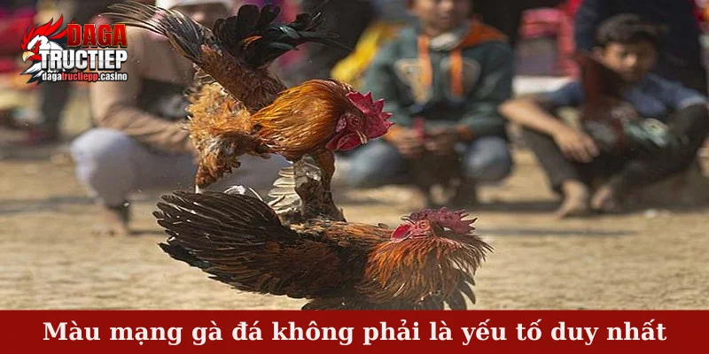 Màu mạng gà đá không phải là yếu tố duy nhất