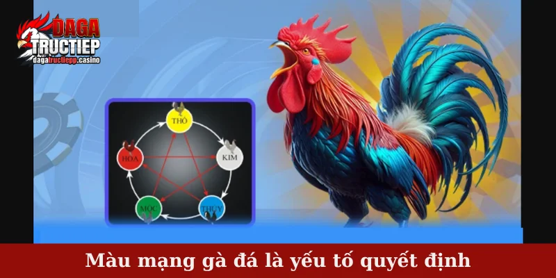 Màu mạng gà đá là yếu tố quyết định