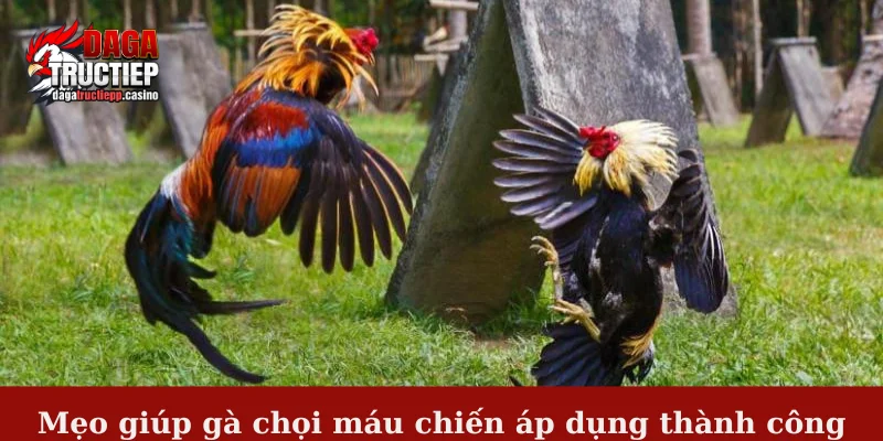 Mẹo giúp gà chọi máu chiến áp dụng thành công