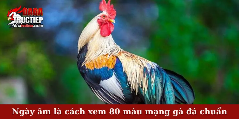 Ngày âm là cách xem 80 màu mạng gà đá chuẩn