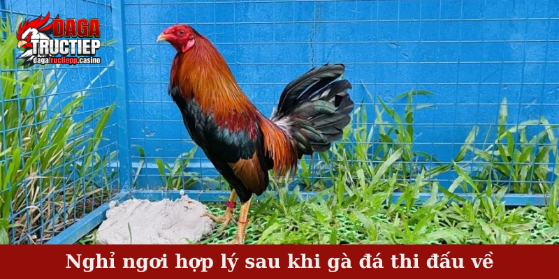 Nghỉ ngơi hợp lý sau khi gà đá thi đấu về