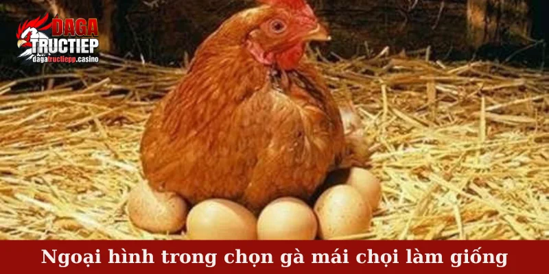 Ngoại hình trong chọn gà mái chọi làm giống