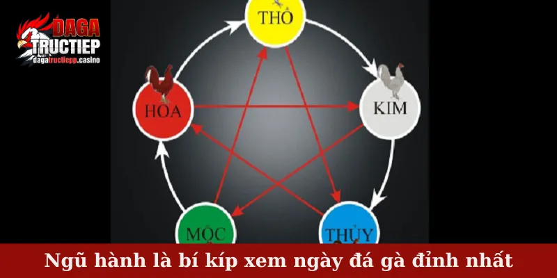 Ngũ hành là bí kíp xem ngày đá gà đỉnh nhất