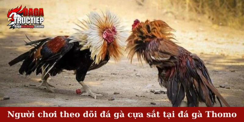 Người chơi theo dõi đá gà cựa sắt tại đá gà Thomo