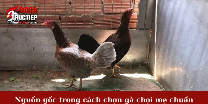 Nguồn gốc trong cách chọn gà chọi mẹ chuẩn