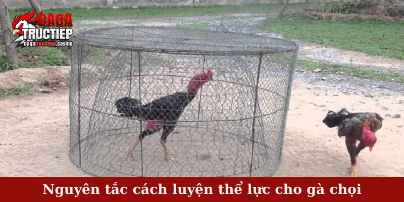 Nguyên tắc cách luyện thể lực cho gà chọi