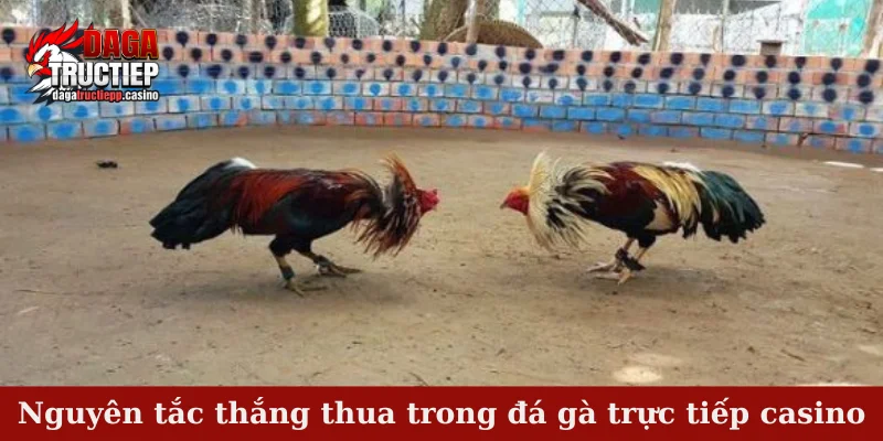 Nguyên tắc thắng thua trong đá gà trực tiếp casino