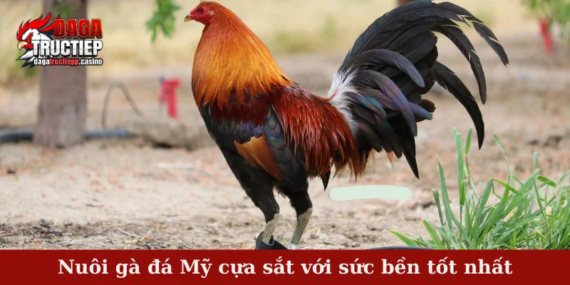 Nuôi gà đá Mỹ cựa sắt với sức bền tốt nhất