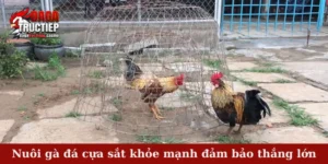 Nuôi gà đá cựa sắt khỏe mạnh đảm bảo thắng lớn
