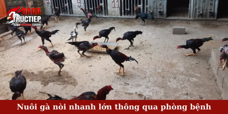 Nuôi gà nòi nhanh lớn thông qua phòng bệnh