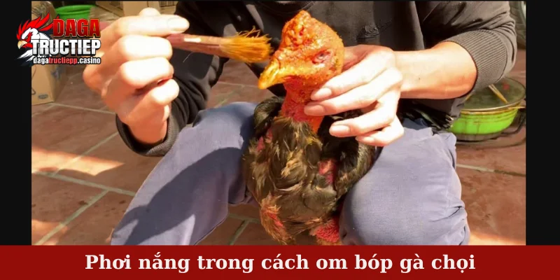 Phơi nắng trong cách om bóp gà chọi