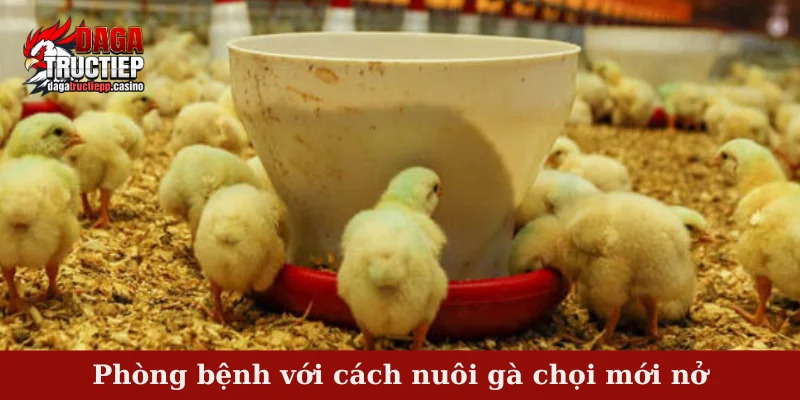 Phòng bệnh với cách nuôi gà chọi mới nở