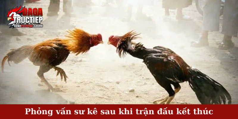Phỏng vấn sư kê sau khi trận đấu kết thúc
