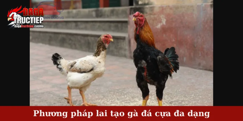 Phương pháp lai tạo gà đá cựa đa dạng
