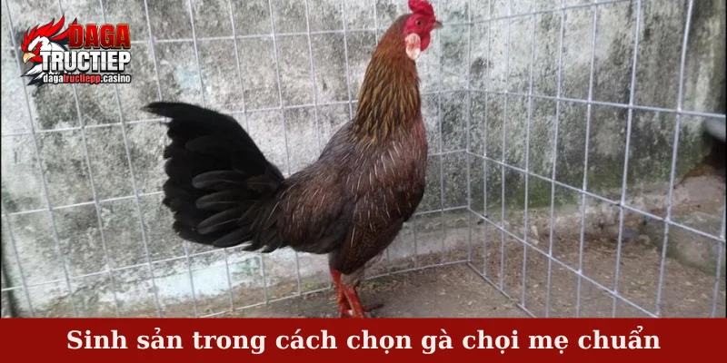 Sinh sản trong cách chọn gà chọi mẹ chuẩn