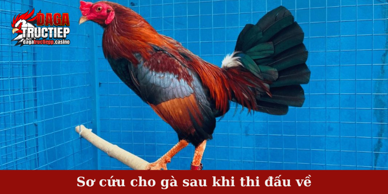 Sơ cứu cho gà sau khi thi đấu về