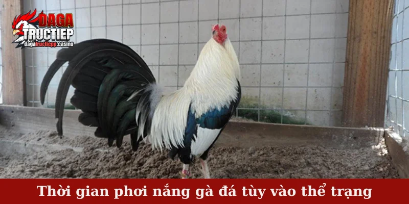 Thời gian phơi nắng gà đá tùy vào thể trạng