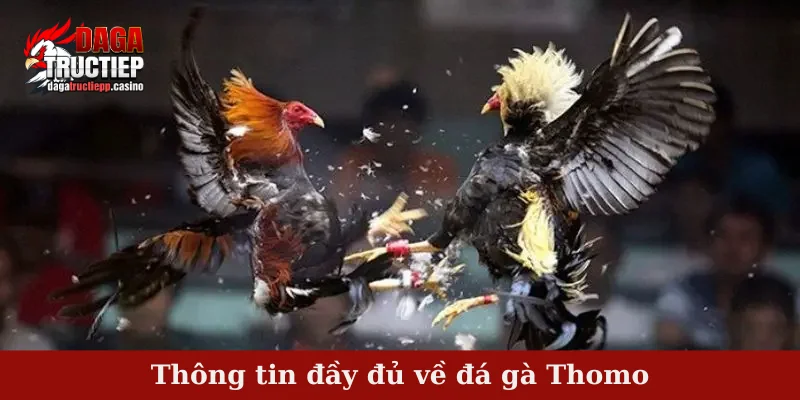 Thông tin đầy đủ về đá gà Thomo