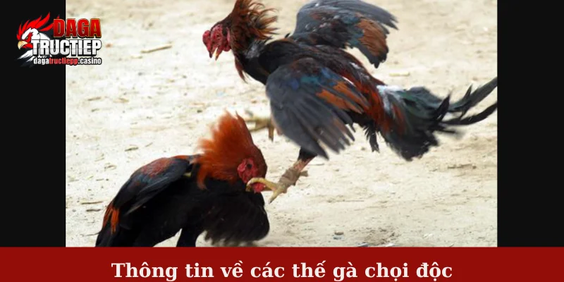 Thông tin về các thế gà chọi độc