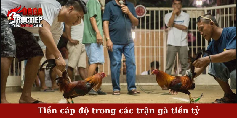 Tiền cáp độ trong các trận gà tiền tỷ