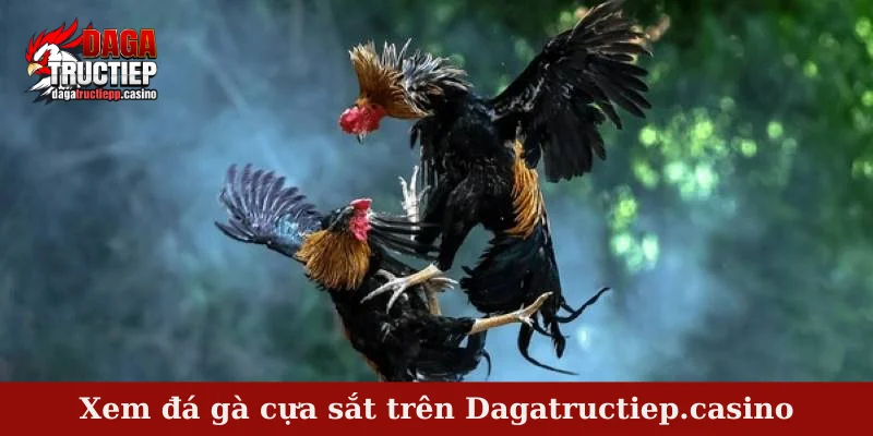 Xem đá gà cựa sắt trên Dagatructiep.casino