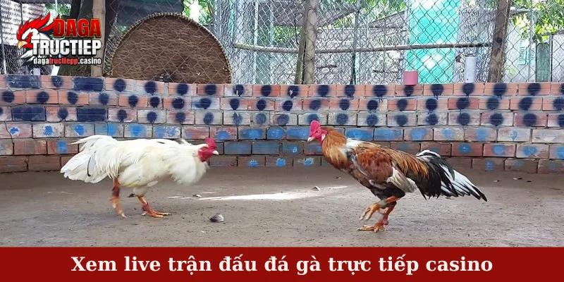 Xem live trận đấu đá gà trực tiếp casino